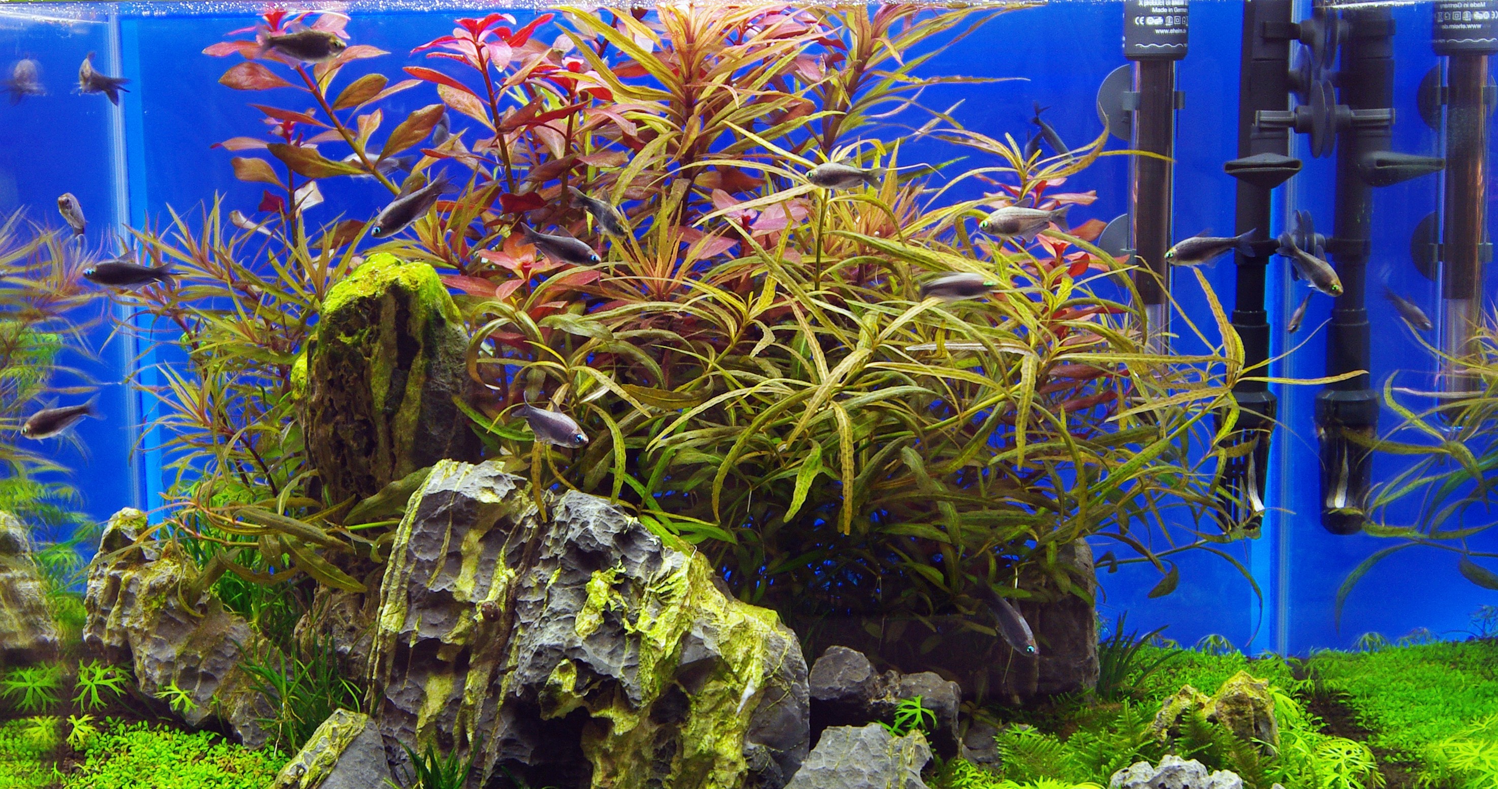 La bonne population de poissons pour un aquarium